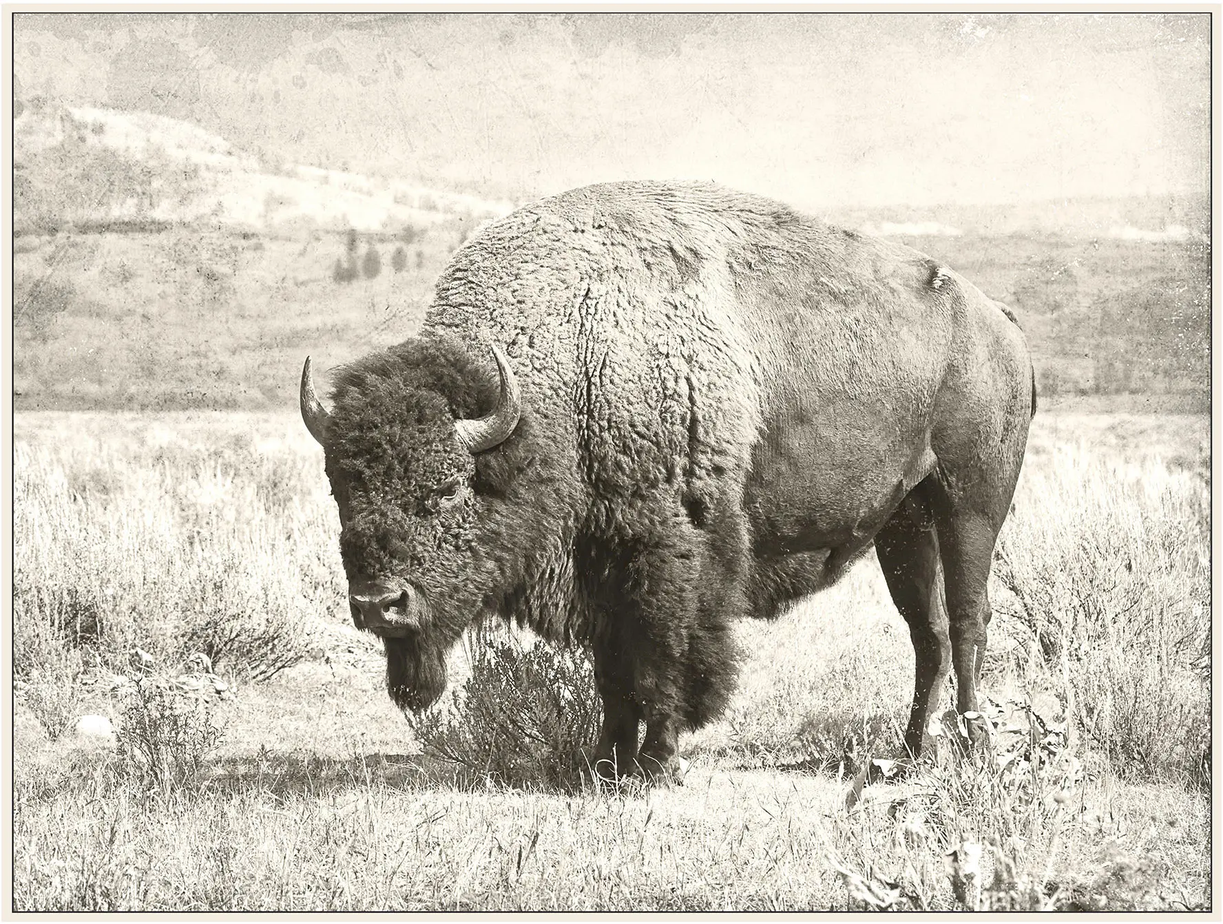 Buffalo Canvas in a Cream Floating Frame-1