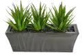 Triple Aloe Plants in a Zinc Ledge Planter Arrangement