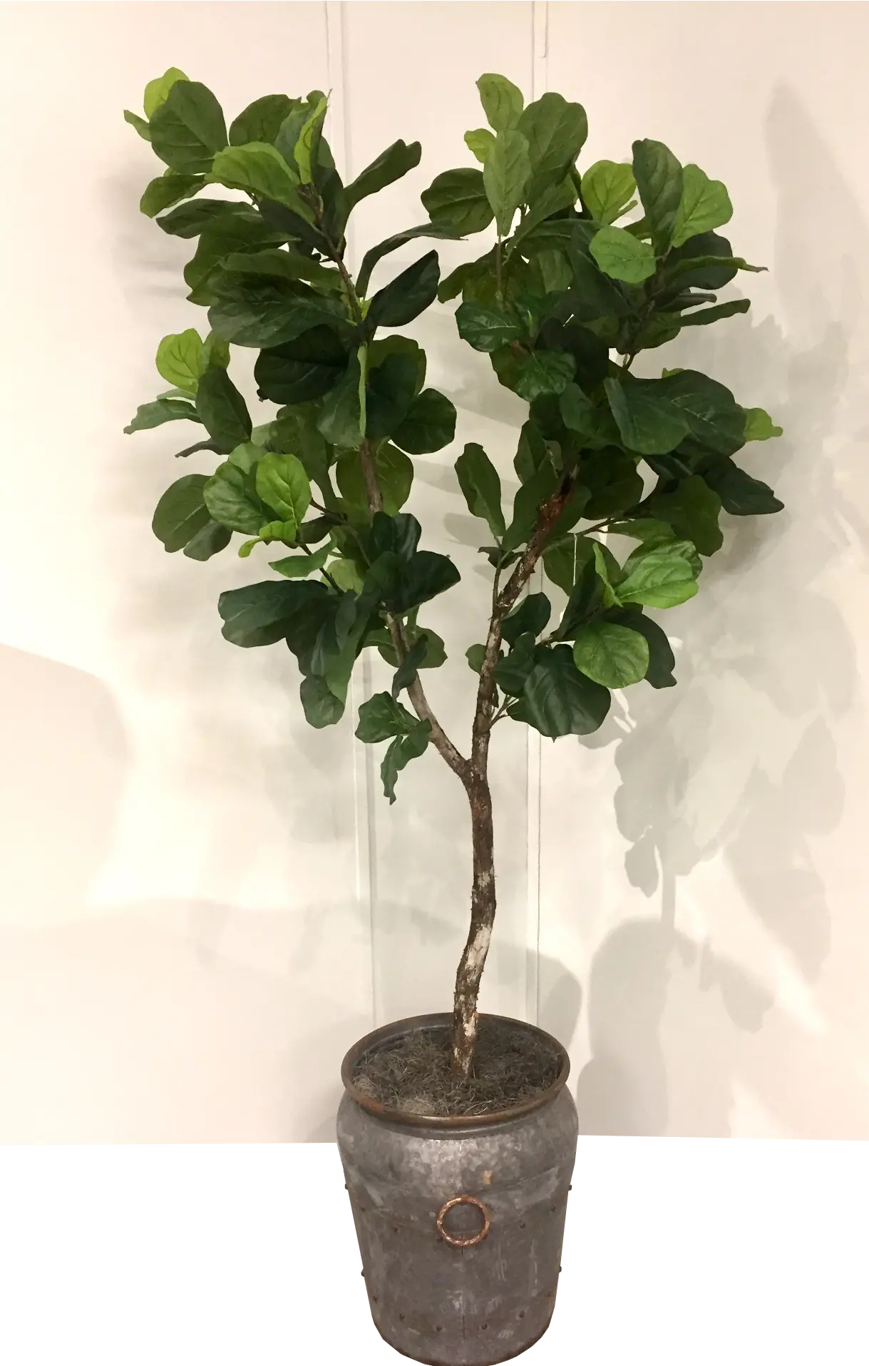 8 Foot Fiddle Leaf Fig Tree Arrangement-1