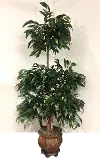 8 Foot Green Mango Ladder Tree Arrangement