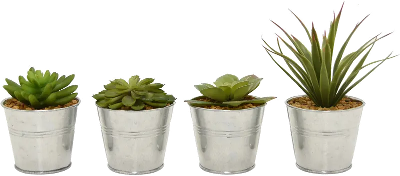 Assorted Green Succulent Arrangement In Iron Pot