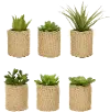 Assorted Succulent Arrangement In Hessian Pot