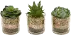 Assorted Green Succulent Arrangement in Pot