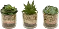 Assorted Green Succulent Arrangement in Pot