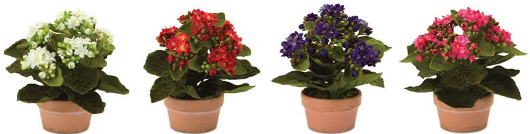 7 Inch Assorted Polyester Kalanchoe Arrangement In Pot-1