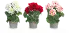 Assorted Multi Color Potted Faux Geranium Arrangement
