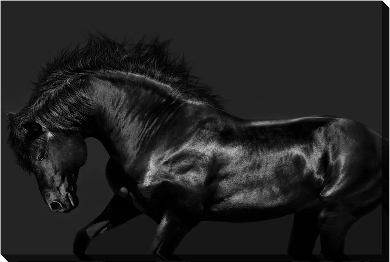 Black Stallion Horse Canvas Wall Art-1