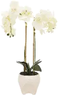 Faux White Double Orchid Flower Arrangement in Footed Pot