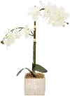 Faux White Orchid Arrangement in Square Pot