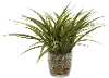 11  Faux Green Grass Arrangement in Round Glass Pot