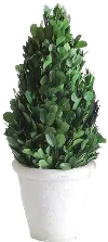 DA5562/BOXWOOD 11  Green Preserved Boxwood Cone Topiary Arrangement
