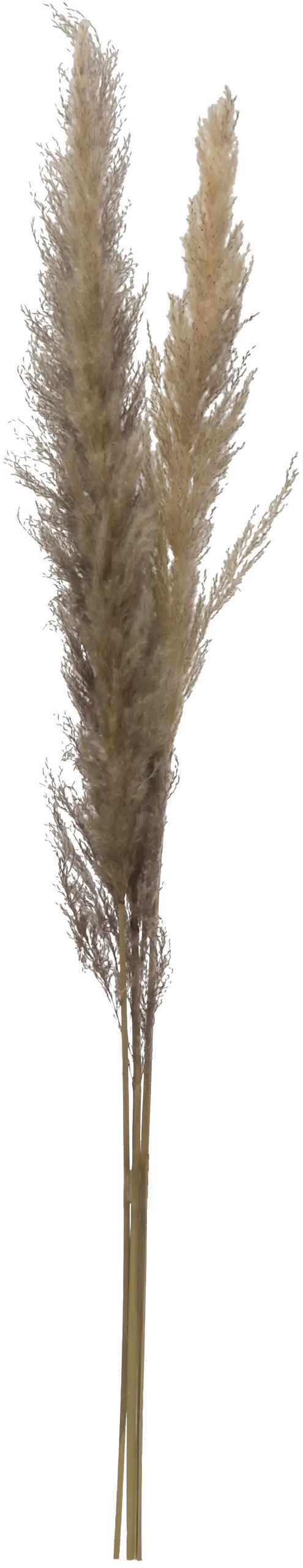 DF2581/PAMPAS 43 Dried Brown Faux Pampas Grass Bunch-1