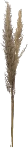 DF2581/PAMPAS 43  Dried Brown Faux Pampas Grass Bunch