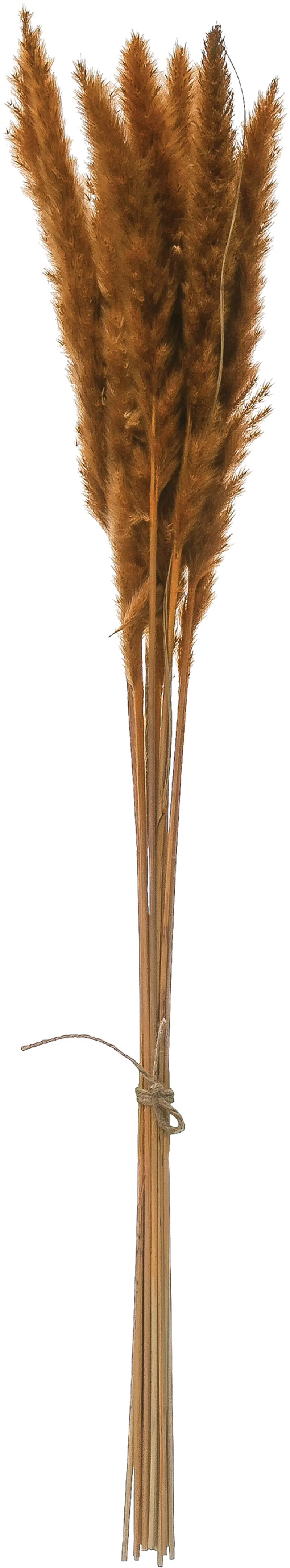 Mustard Colored Dried Pampas Grass Bunch for Arrangement