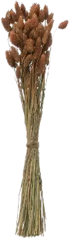 DF2591/CANARYGRASS Dried Natural Canary Grass Bunch for Arrangement