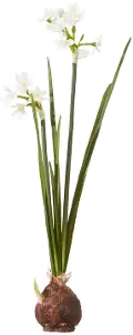 18 Paperwhite Faux Bulb Arrangement