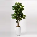 Faux Green Brazilian Fiddle Leaf Fig Tree Arrangement in White Planter