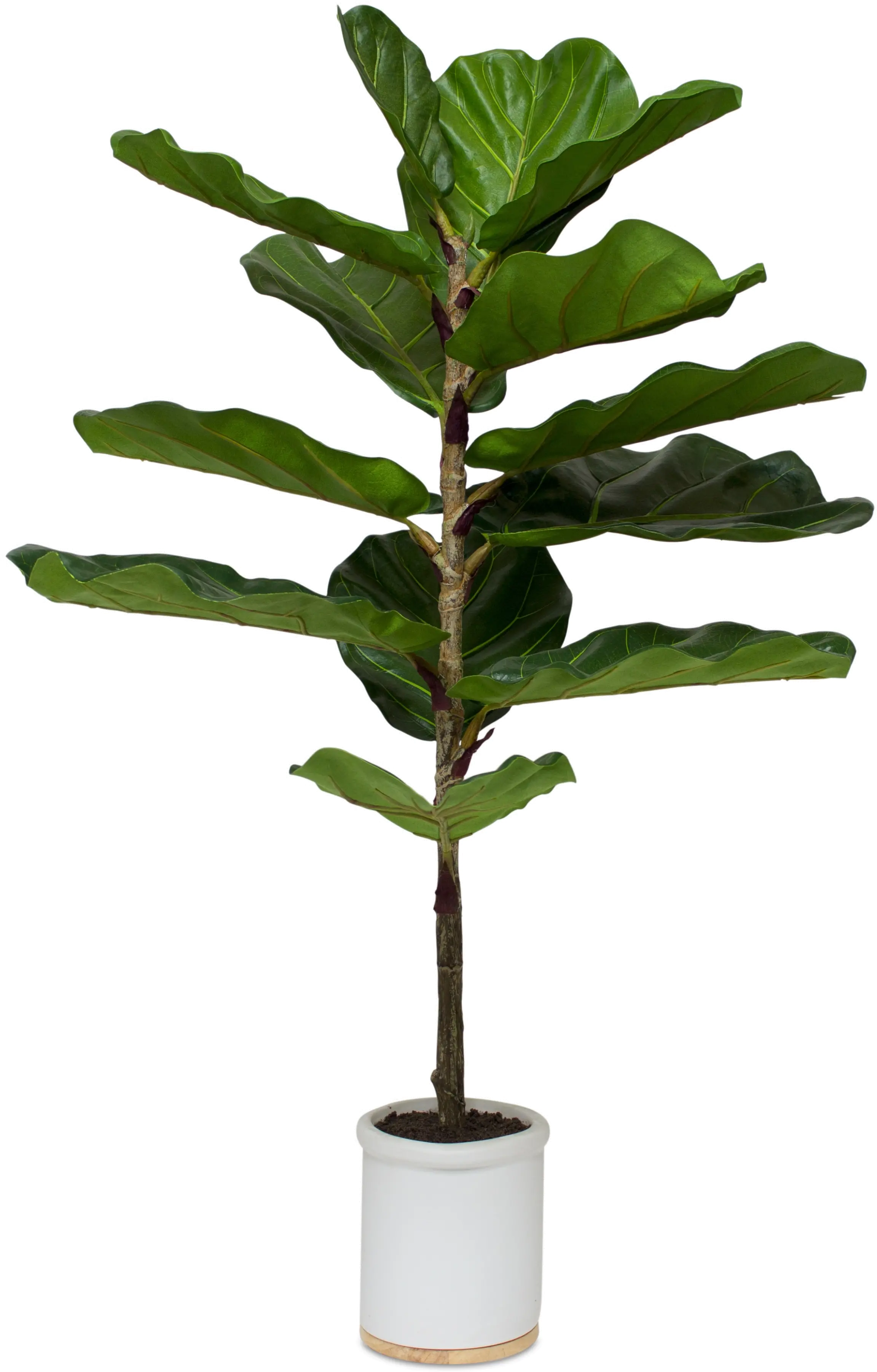 39 Potted Faux Fiddle Leaf Fig Arrangement - Dumpling-1