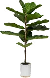 39  Potted Faux Fiddle Leaf Fig Arrangement - Dumpling