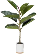 30 Potted Faux Rubber Tree Arrangement