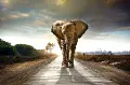 Elephant Walk Tempered Glass and Foil Wall Art