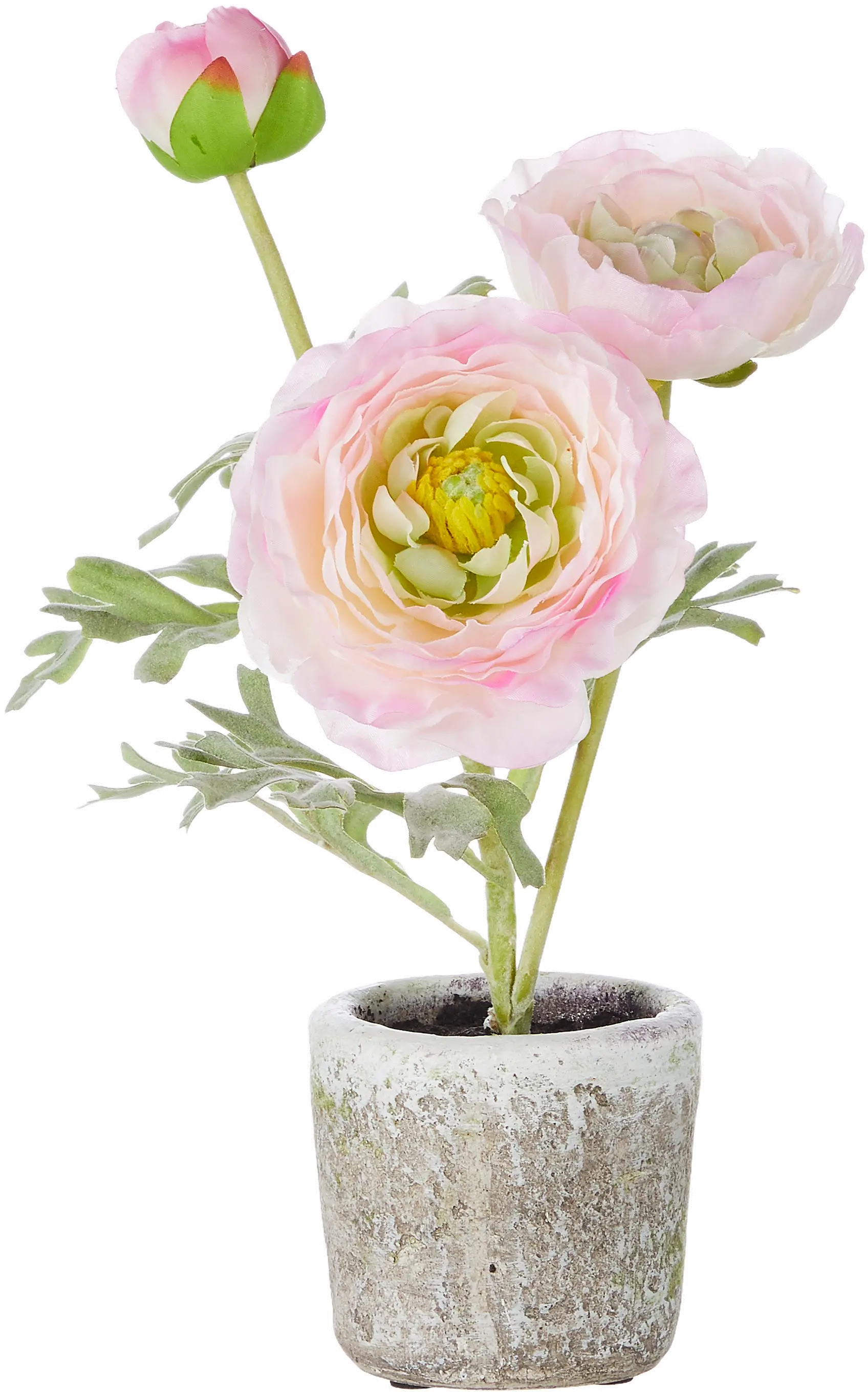 11 Potted Pink Ranunculus-1