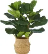 28  Fiddle Leaf Fig Plant Basket