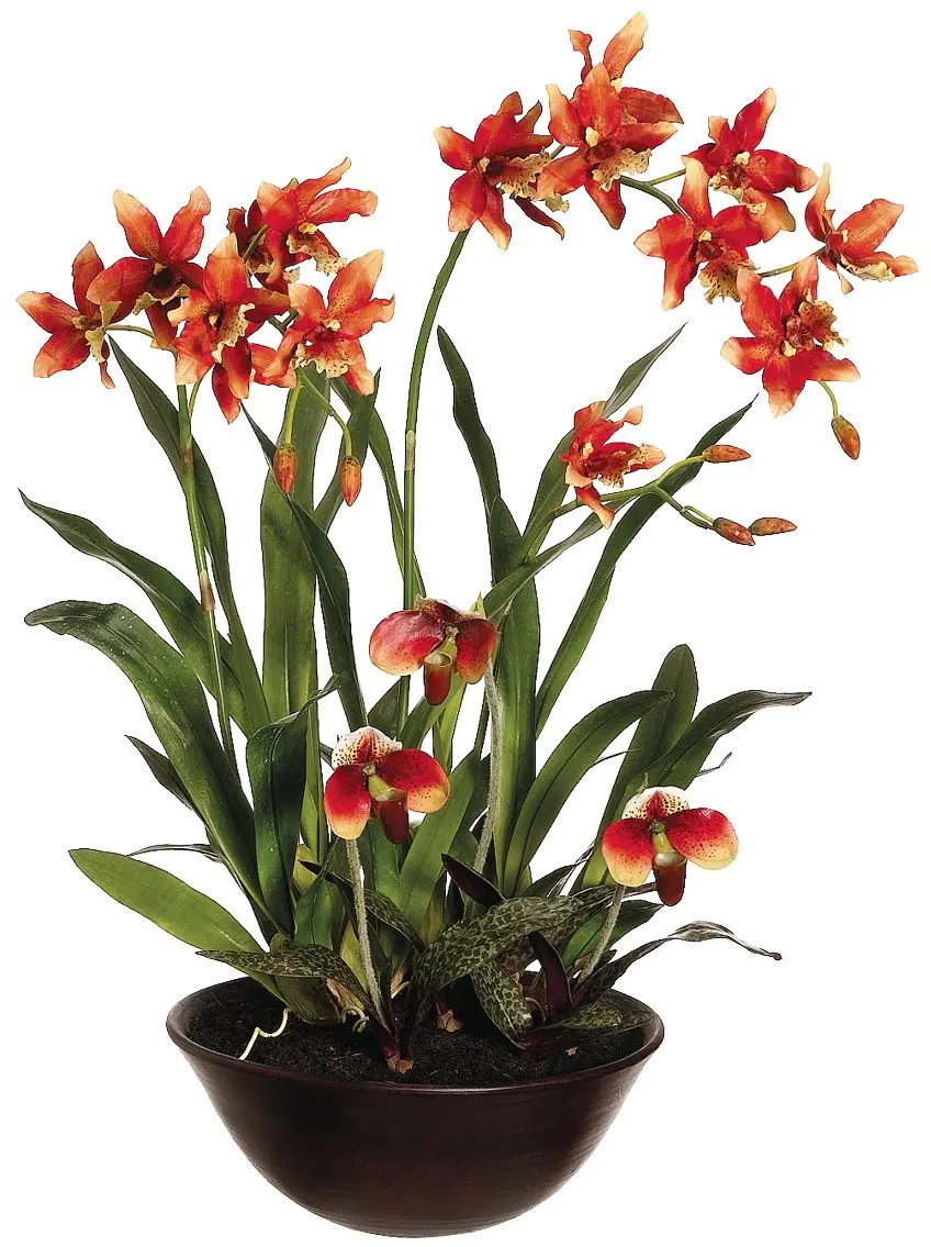 28 Oncidium Dancing Lady's Orchid Flower-1