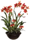 28  Oncidium Dancing Lady's Orchid Flower
