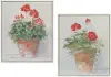 Potted Geranium Framed Print