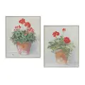 Potted Geranium Framed Print