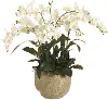 White 30 Phalae Orchid in Planter