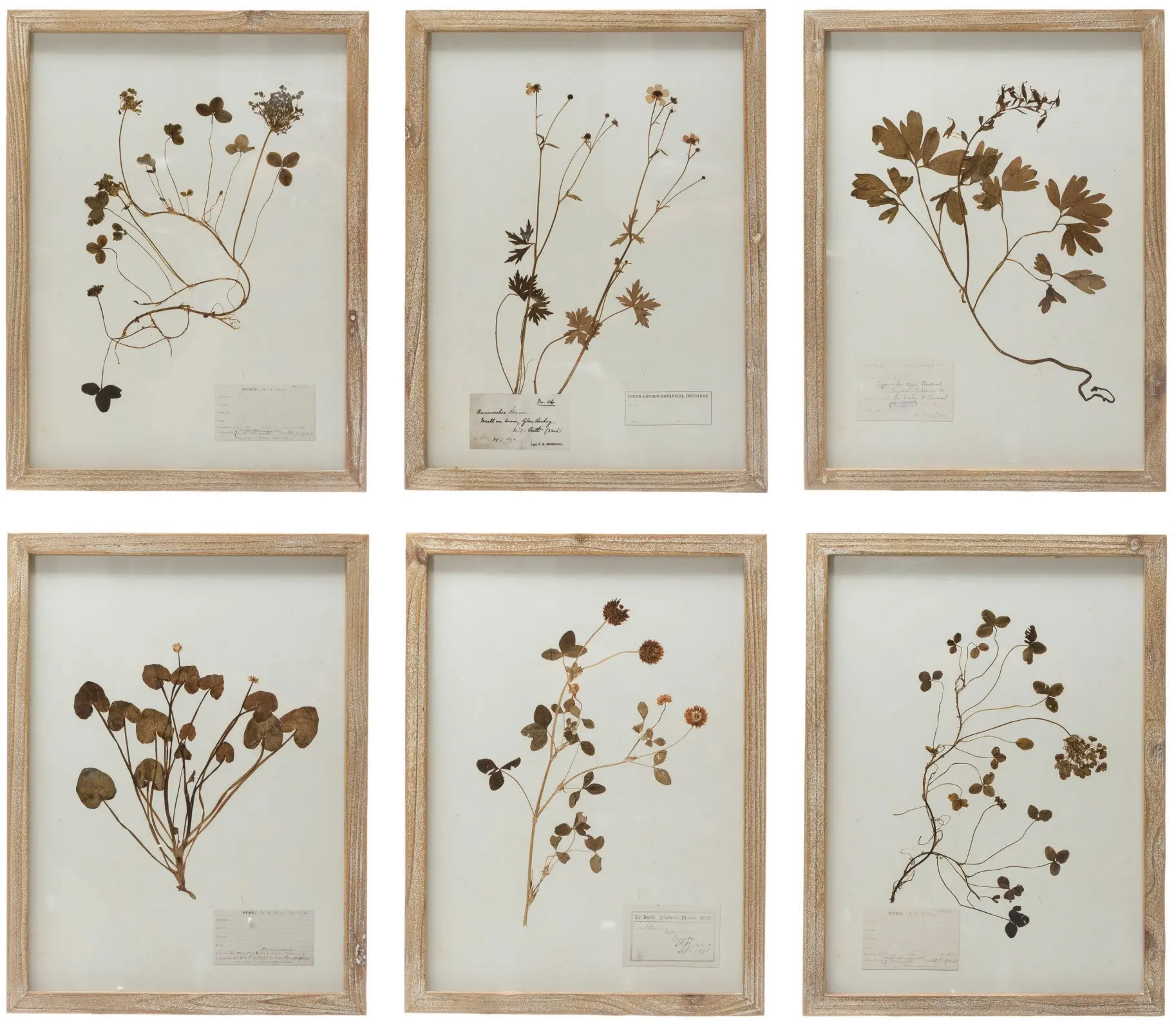 DF4178A-A/6-IND/DECO Wood Framed Botanical Assorted Wall Art-1