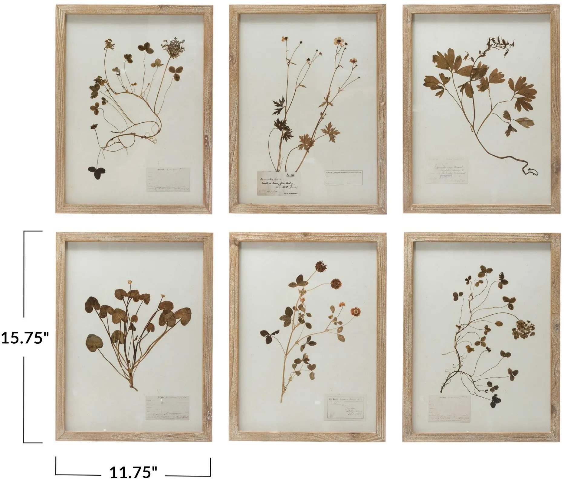 DF4178A-A/6-IND/DECO Wood Framed Botanical Assorted Wall Art-3