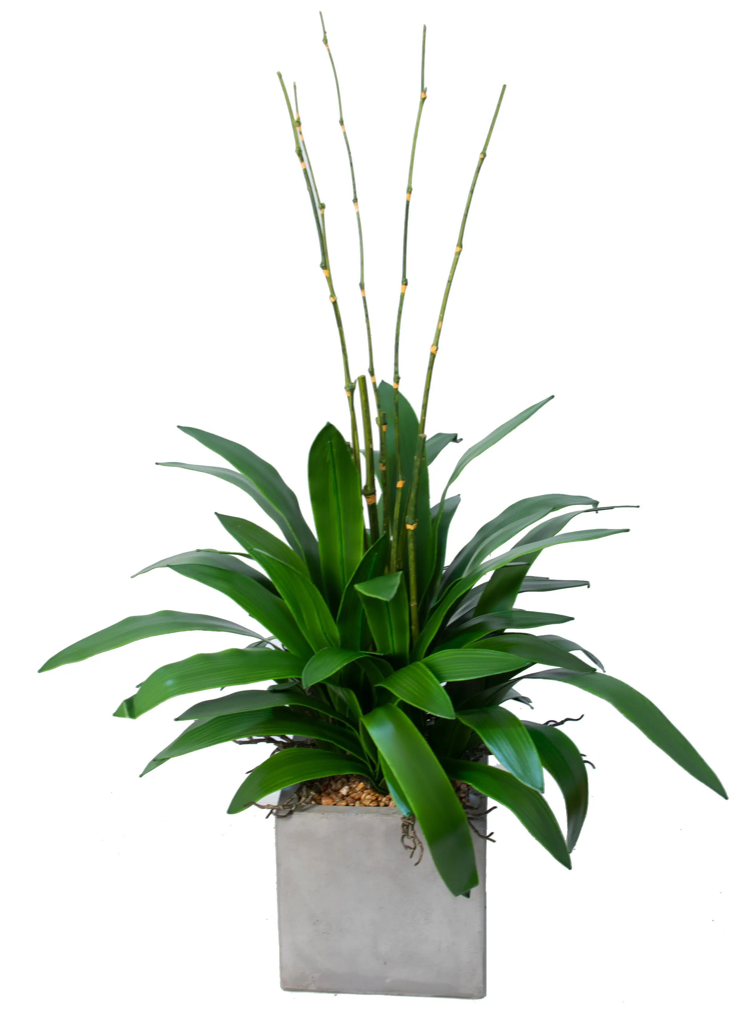 Assorted Bamboo With Orchid Leaf-1