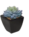 Faux Echeveria Succulent in Stone Pot