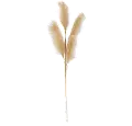 42 Beige Grass Stem