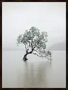 Tranquil Tree Framed Art