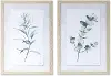 Assorted Eucalyptus Framed Art