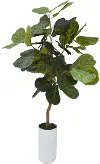 5' Fig Tree in White Grooved Planter