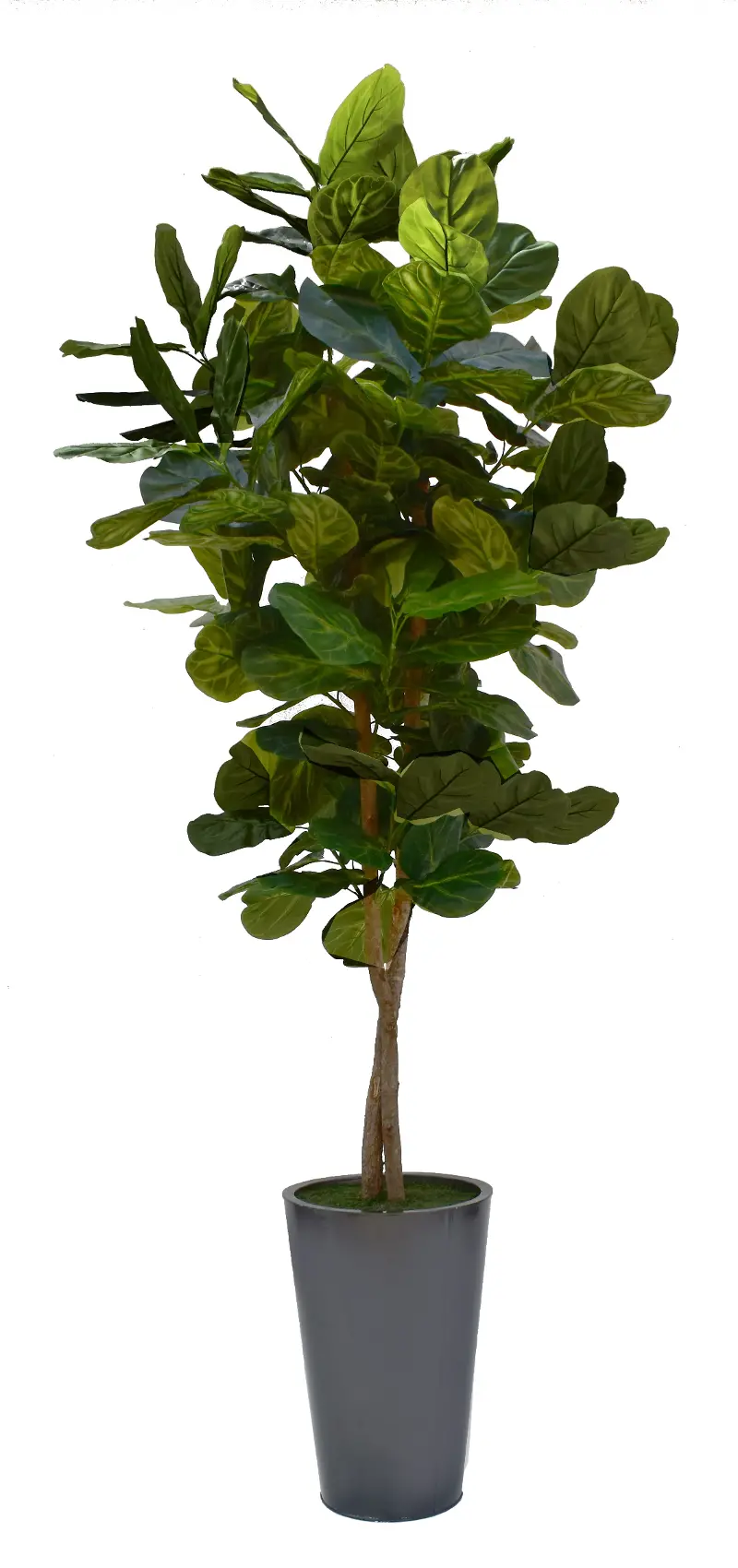 8' Fig Tree in Gray Planter