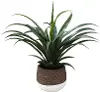 14  Yucca in Two Rope Cement