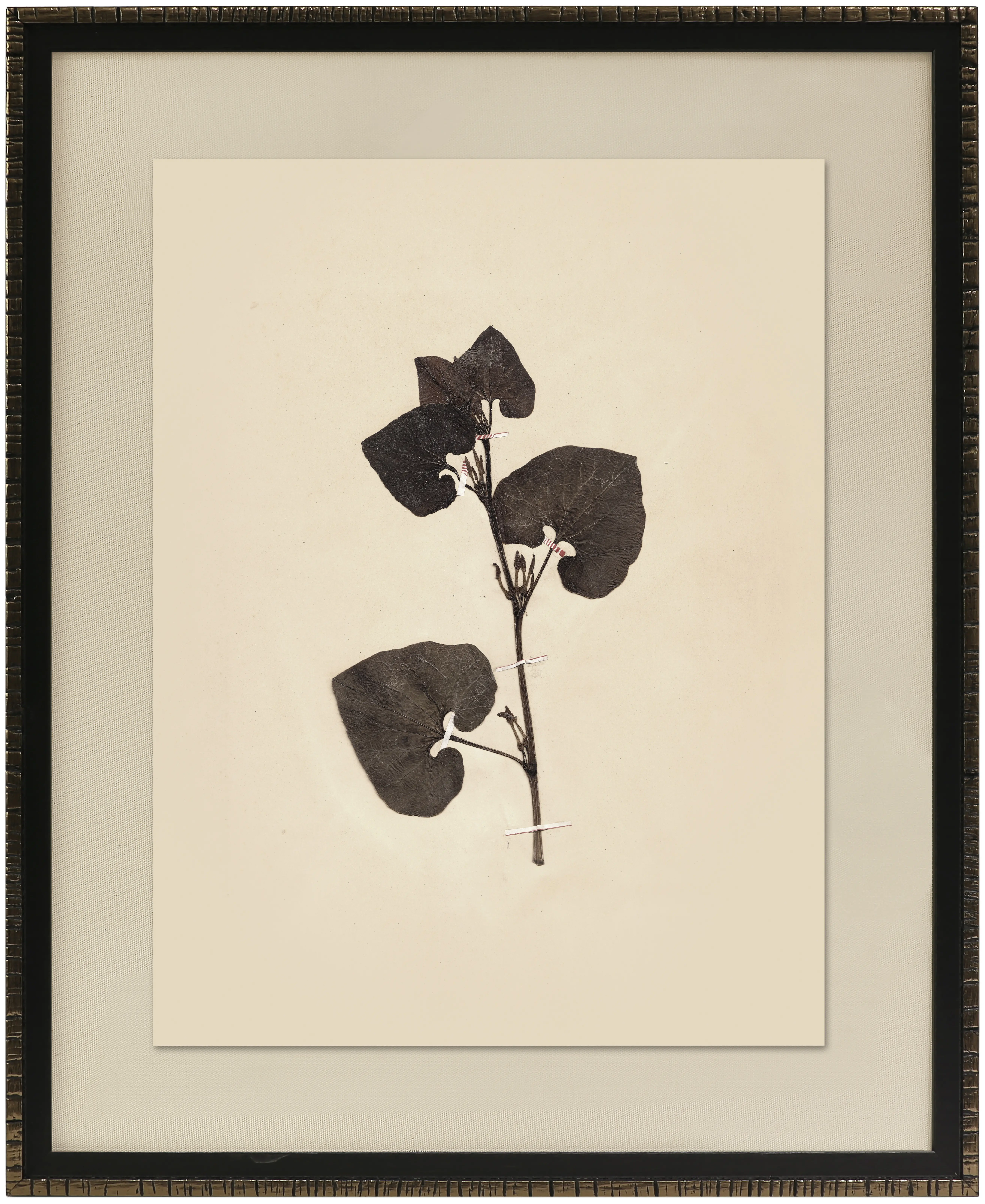 Pressed Botanical III Framed Art-1