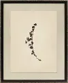 Pressed Botanical IV Framed Wall Art