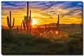 Saguaros At Sunset Canvas