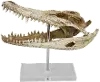 Crocodile Head on Acrylic Base