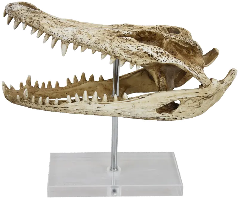 Crocodile Head on Acrylic Base