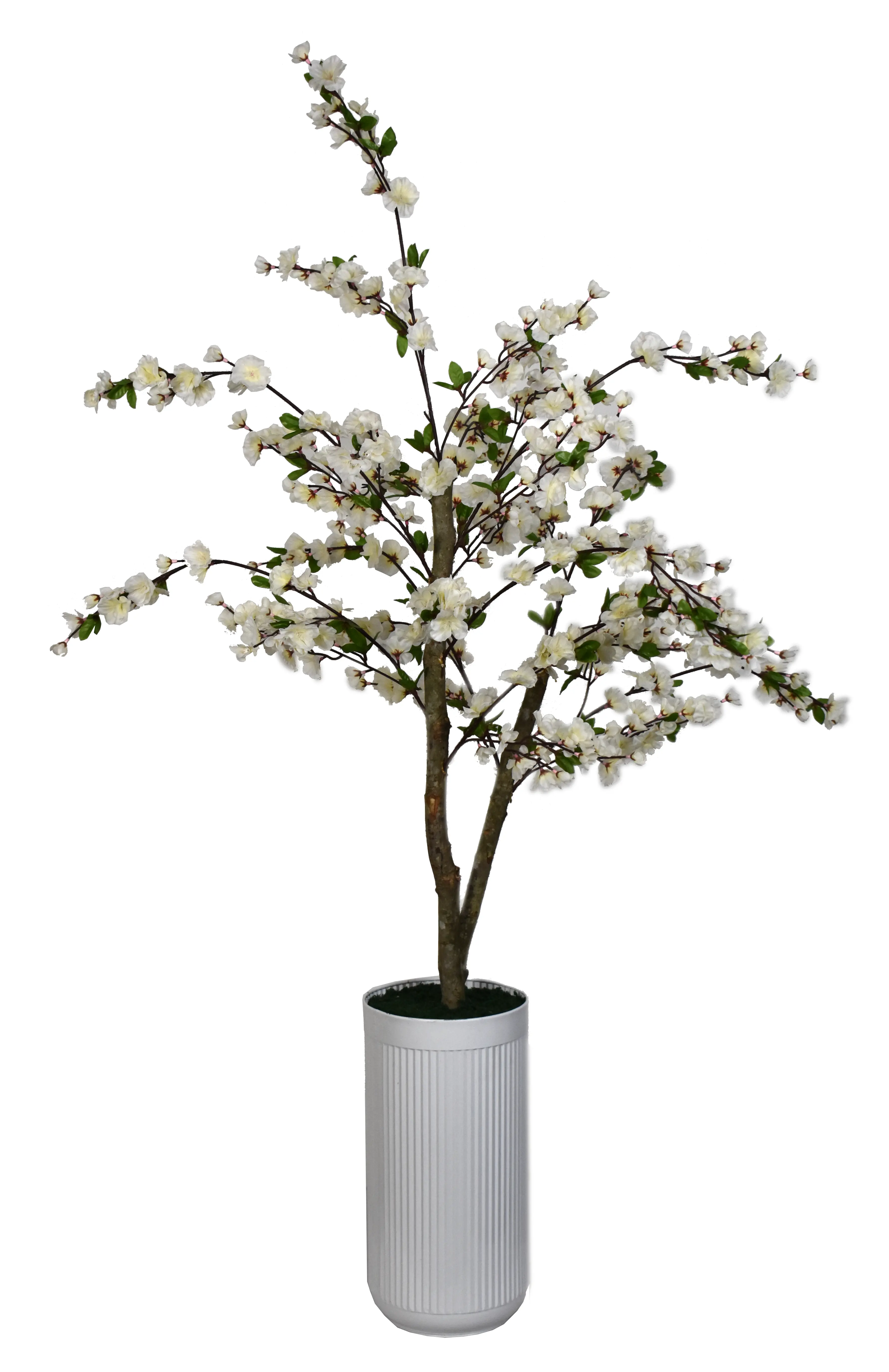 4' Cherry Blossom in Cylinder-1