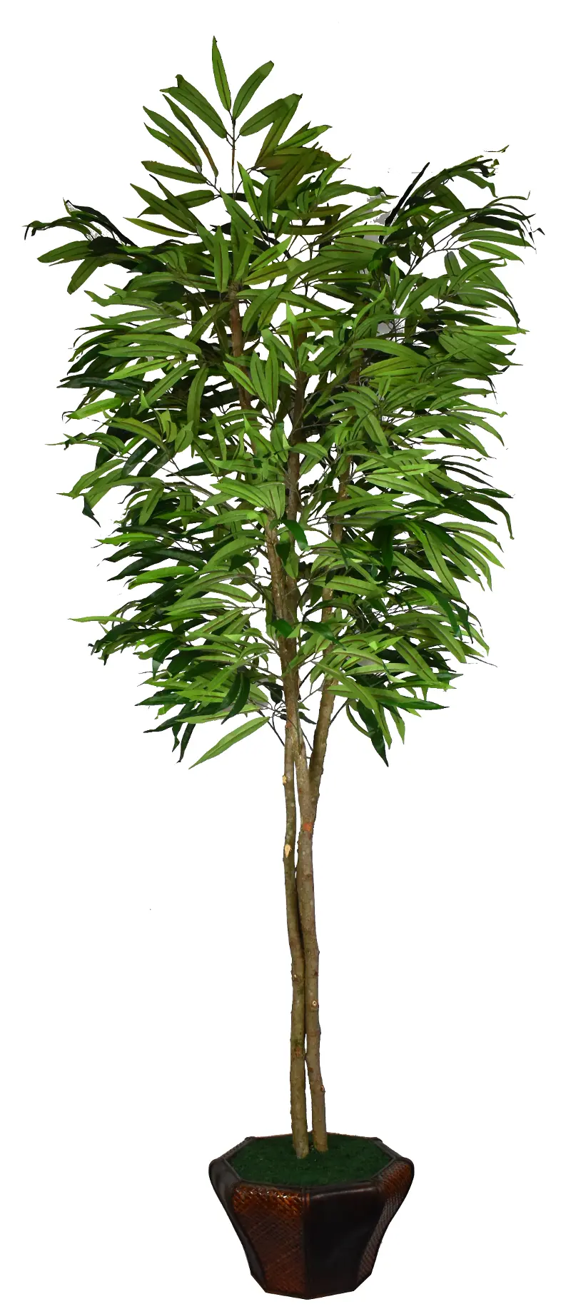 8' Weeping Mango in Basket