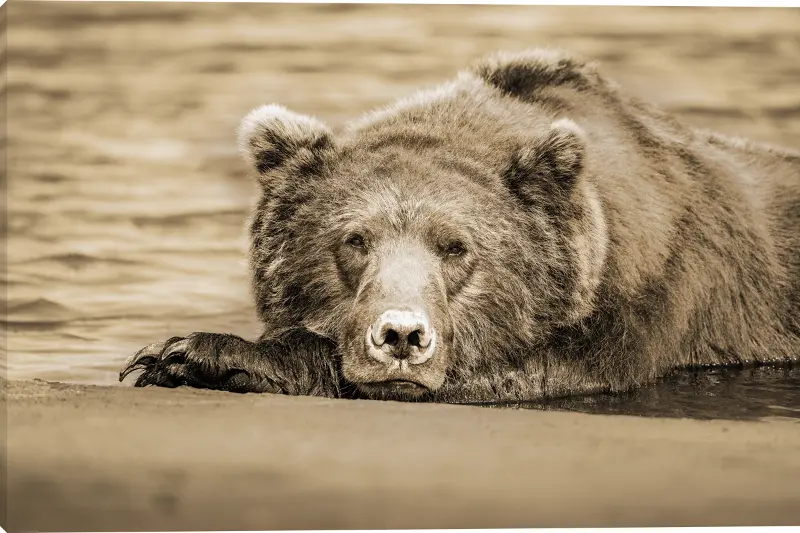 Morning Nap Stretched Canvas